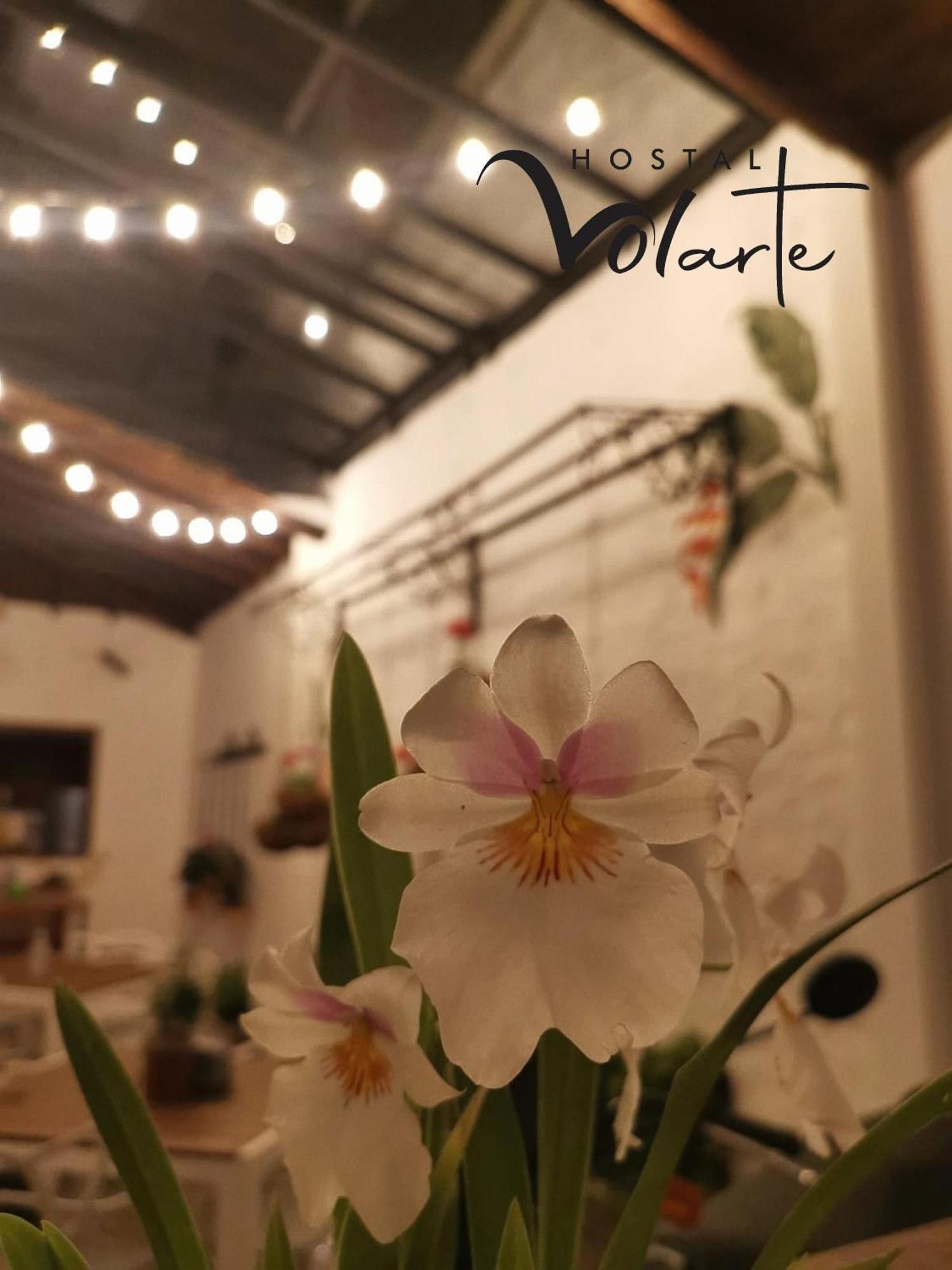 חרדין Volarte Hostal מראה חיצוני תמונה